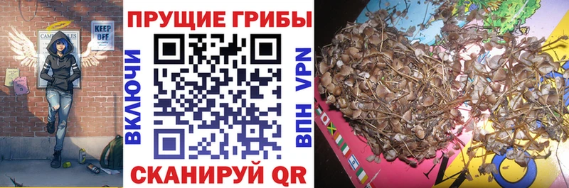 Псилоцибиновые грибы Psilocybe  Усть-Катав 